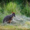 Klokan rudoboky - Thylogale billardierii - Tasmanian Pademelon o1311514
